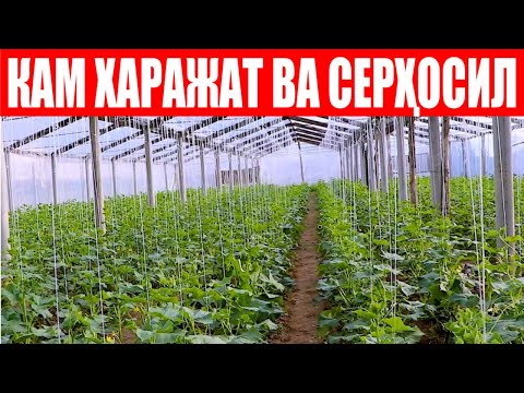 Видео: Бор эканку шундай кам харажат серҳосил бодринг Ребел F1 ни тавсия қиламан (Cucumber Rebel F1-Sakata)