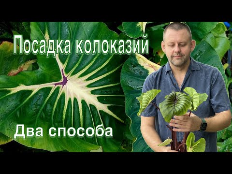 Видео: Колоказии: два способа посадки, которые точно сработают