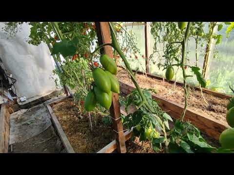 Видео: Анализ томатов F2 и F3. Органза из супермаркета....