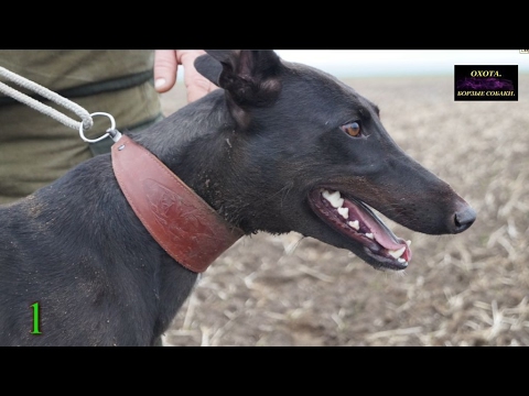 Видео: ТОП 10 поимок 2016г.  по версии канала "Охота. Борзые собаки"