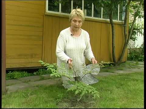 Видео: Дачная жизнь, выпуск №22 (Татьяна Сергеевна Пашкова). 2004 г.