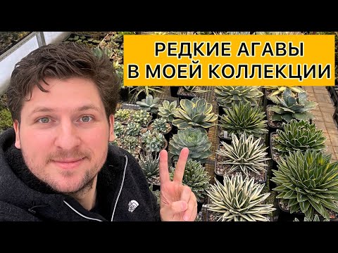 Видео: Редкие Агавы в моей коллекции. Обзор сортов и видов. Agave collection