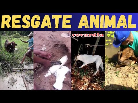 Видео: СПАСЕНИЕ ЖИВОТНЫХ в РОЧА