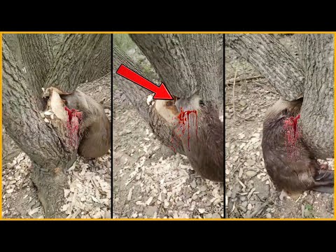 Видео: Голова бобра была раздавлена ​​падающим деревом || 20 ужасающих несчастных случаев на деревьях