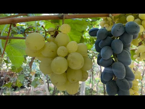 Видео: КУЗГИ УЗУМ КУЧАТ ЭКИШ .99 476 2156..КУЧАТЛАР БОР