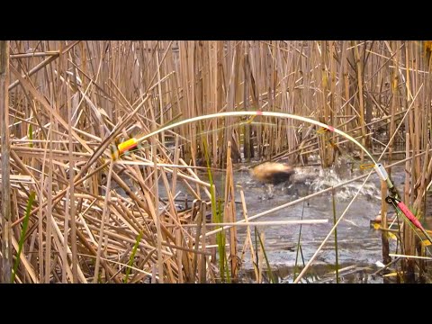 Видео: Ловля карася на БОКОВИЙ КИВОК, карась на Вудочку, Карась весной, Рибалка на карася, карась