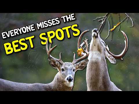 Видео: Охота на скребнях как профи: чего не понимают 90% охотников