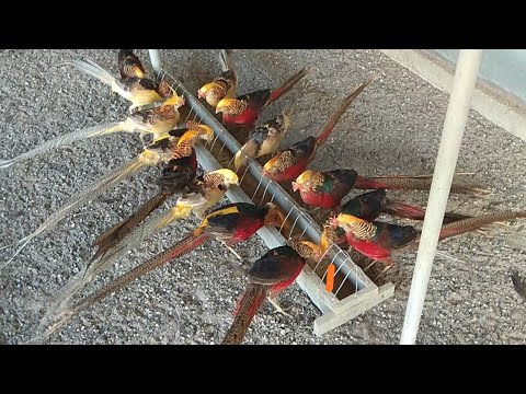 Видео: Каких фазанов можно употреблять на мясо?