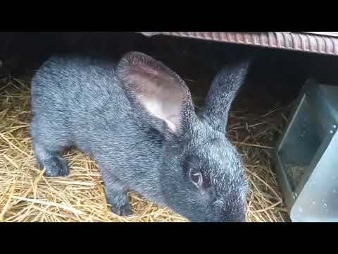 Видео: видео обзор моего кроличьего хозяйства,
