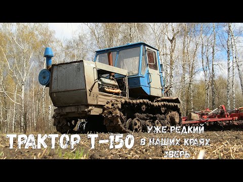 Видео: Гусеничный трактор Т-150 на предпосевной культивации. Восстановили и продавать не собираются