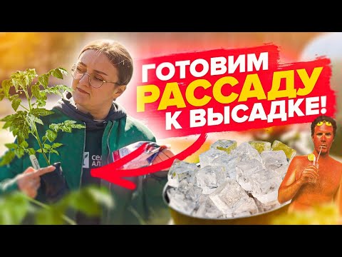 Видео: СДЕЛАЙТЕ ЭТО ПЕРЕД ВЫСАДКОЙ РАССАДЫ!