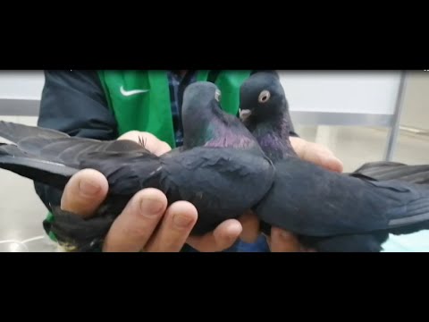 Видео: ЯРМАРКА ГОЛУБЕЙ В УФЕ  15 октября 2022 г  Часть 6