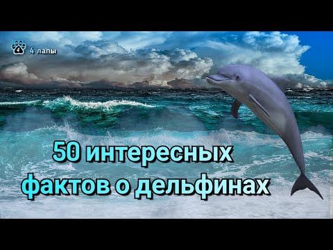 Видео: 50 интересных фактов о дельфинах