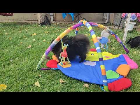 Видео: Черный Йорки , 🔥 Продажа доставка по миру+79788972514