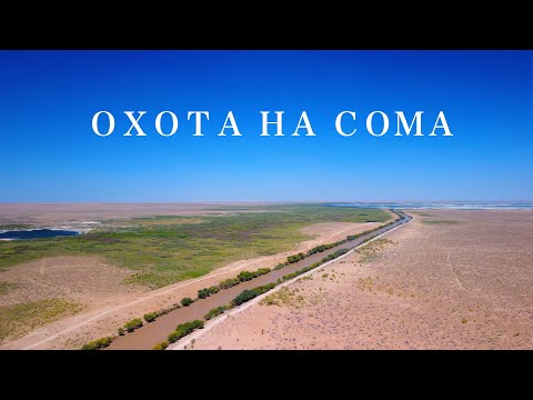 Видео: СОМЫ ПУСТЫНИ - ЛЕГЕНДЫ МУТНОЙ РЕКИ….
