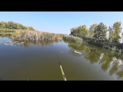 Видео: Красивые поклёвки осеннего хищника.