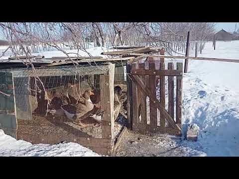 Видео: Содержание гусей в зимний период