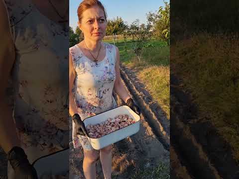 Видео: Садимо часник на зиму. Технологія вирощування,  від посадки до збору врожаю.