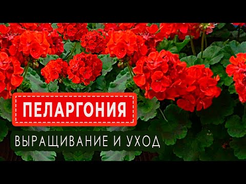 Видео: ПЕЛАРГОНИЯ в моём саду. Выращивание и уход