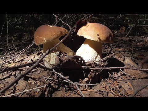 Видео: ПЕРВЫЙ РАЗ В ЭТОМ МЕСТЕ! ПОЛНО БЕЛЫХ ГРИБОВ! ВСЁ КАК В СКАЗКЕ!!! ДАВНО НЕ СОБИРАЛИ СТОЛЬКО БЕЛЫХ!