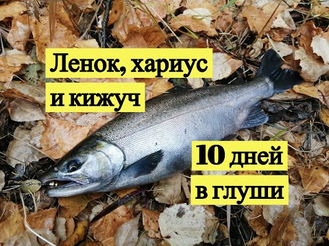 Видео: Ленок, хариус и кижуч. 10 дней в глуши