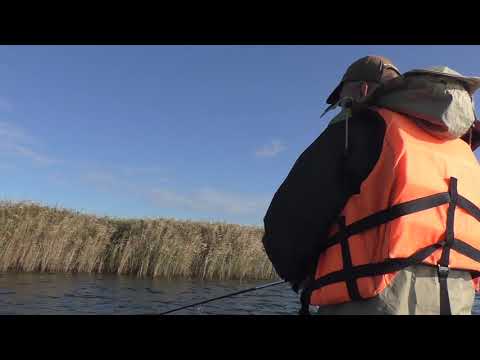 Видео: Темрюк.  Рыбалка.  Лиманы.  Щука.  02.11.2020