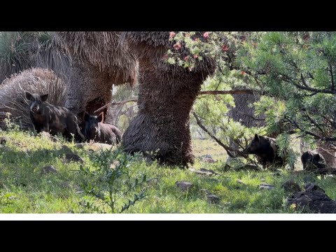 Видео: Охота в ручьях... свиньи повсюду!!