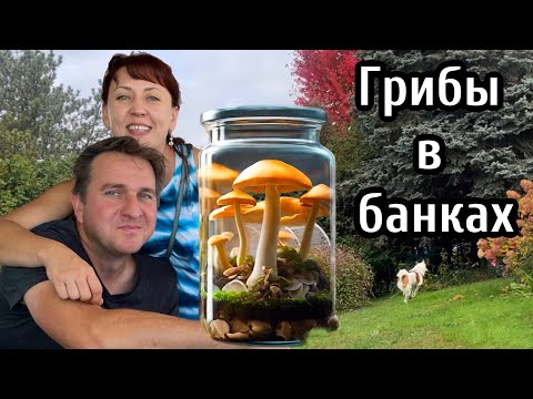 Видео: Выращиваем грибы мицелий в банках//￼ закупаемся в канадском магазине //￼жизнь в Канаде