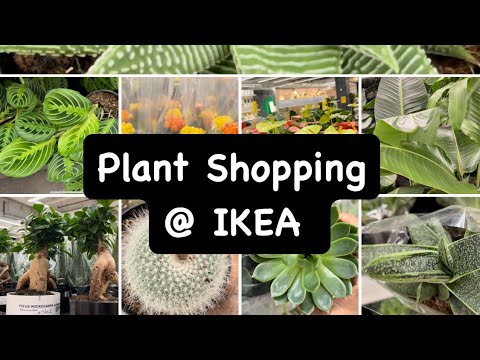 Видео: IKEA Plant Shopping: тропические растения, орхидеи, кактусы и идеи для теплиц