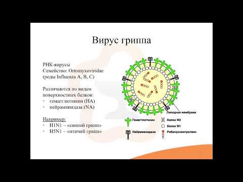 Видео: 42.1. Противовирусные средства. Средства для лечения гриппа