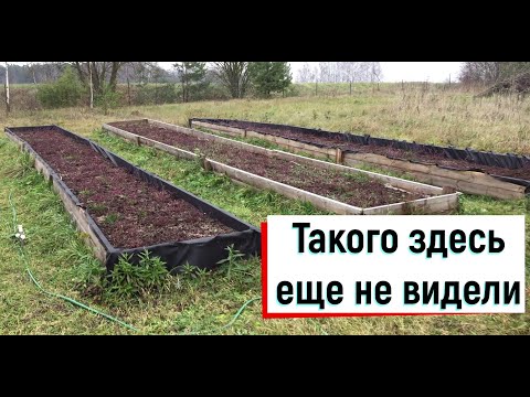 Видео: Наше голубичное хозяйство. Голубика и клюква садовая.