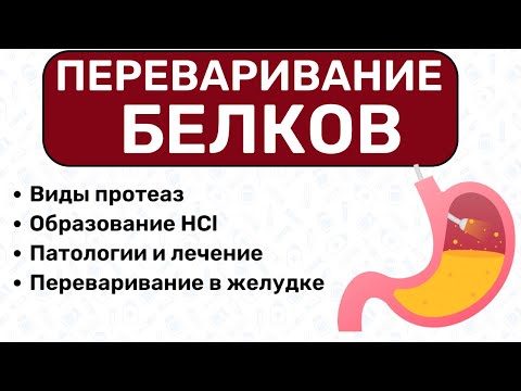 Видео: Переваривание белков БИОХИМИЯ: катаболизм белков в желудке, синтез пепсина