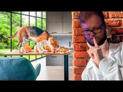 Видео: T2X2 СМОТРИТ: ЧТО ДЕЛАЮТ МОИ ЖИВОТНЫЕ, КОГДА МЕНЯ НЕТ ДОМА? | Мамикс