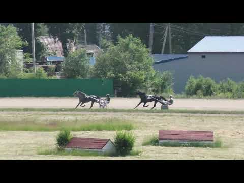 Видео: 14.06.2025г Абаканский Ипподром лошади 3-х лет орловской рысистой  породы 1600м