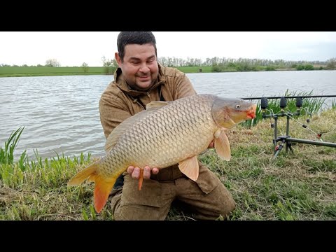 Видео: карп на стаканы.