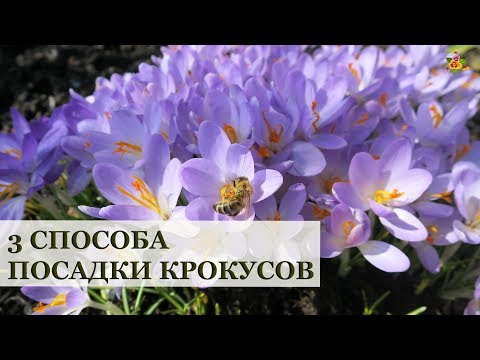 Видео: 3 способа посадки крокусов / Виды и сорта крокусов