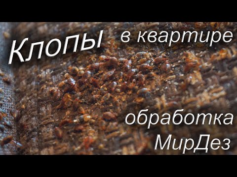 Видео: Уничтожение клопов в квартире. Клоповник. МирДез (2022г) 19