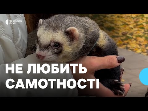 Видео: Обожнює банани та не любить самотності: історія тхора Тімона з Конотопа