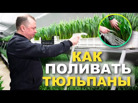 Видео: КАК ПОЛИВАТЬ И КОРМИТЬ ТЮЛЬПАНЫ