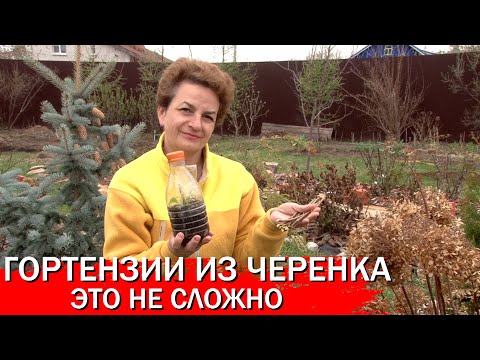 Видео: Гортензии из черенка это не сложно