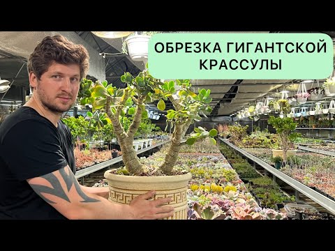 Видео: ОБРЕЗКА ОГРОМНОГО ДЕНЕЖНОГО ДЕРЕВА ТОЛСТЯНКИ КРАССУЛЫ CRASSULA BLUE BIRD