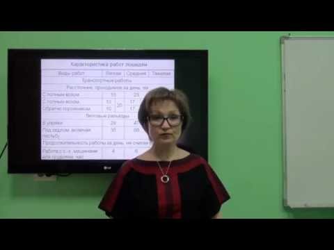 Видео: Козина Е.А. Кормление лошадей (1 часть)