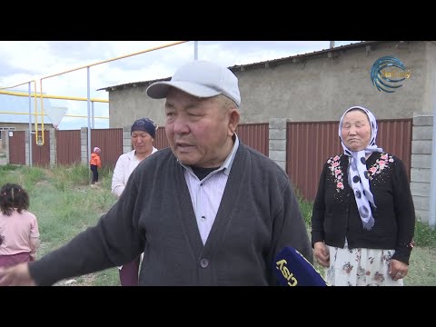 Видео: БҰРАЛҚЫ ИТТЕР МАЛҒА ШАУЫП ЖАТЫР. ҰЙҒЫР АУДАНЫ / ЕЛ ҚАМЫ / 25.05.2023