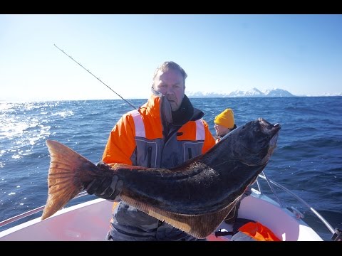 Видео: Ловля палтуса в Hорвегии 20150531