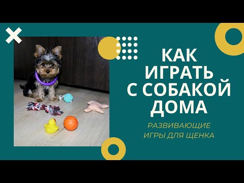 Видео: Правильные игры с собакой: как играть с щенком йоркширского терьера. Дрессировка йорка в 3 месяца