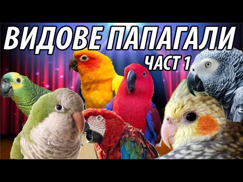 Видео: Видове папагали. Какъв папагал да изберем? Част 1