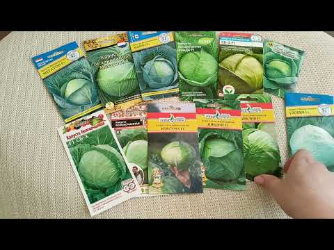 Видео: Идеальные для квашения сорта б/к капусты.м-н ДАЧА г.Каменск-Уральский.19.02.2024 г.