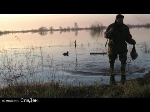 Видео: Весенняя охота на селезня с подсадной уткой.2.