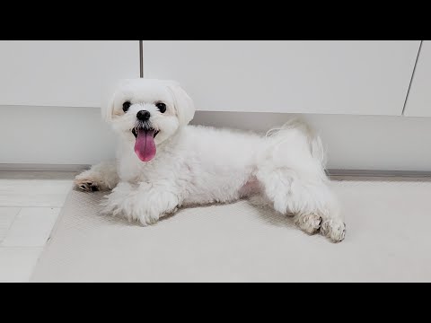 Видео: Собака с кровью (утомленная собака счастливая собака)