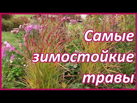 Видео: Морозостойкие декоративные злаки для сада Подмосковья. Проверено!